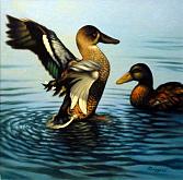 Ducks - Salvatore Ruggeri - Oil - €