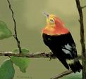 L'uccellino canterino - Michele De Flaviis - Digital Art