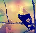 L'uccellino canterino - Michele De Flaviis - Digital Art - 70 euro