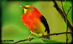 Uirapuru, l'uccellino tropicale che canta come Bach - Michele De Flaviis - Digital Art