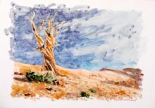 DESERT NATURE - Paolo Benedetti - Acrylic - 60€