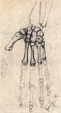 disegni anatomici -la mano- - daniele Rallo  - matita - 30€