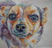  Ritratto di un cane - Ruzanna Scaglione Khalatyan - Acquerello - 65€