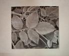 Leaves and leaves - Caterina Martinetto - Graphite
