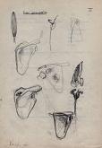 anatomical studies - the scapula - - Daniele Rallo - pencil - 50€