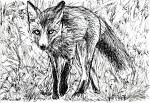 Fox - Lucio Forte - Indian ink on paper - 70 euro